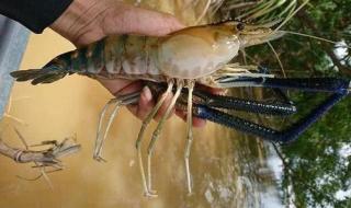 越南湄公河 越南湄公河