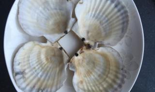 扇贝的外壳上的疙瘩是什么 扇贝黑黑的一坨是啥