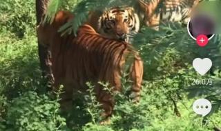 为什么抖音本地显示的是镇 抖音IP属地怎么关闭